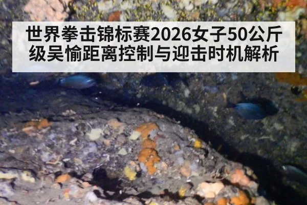世界拳击锦标赛2026女子50公斤级吴愉距离控制与迎击时机解析